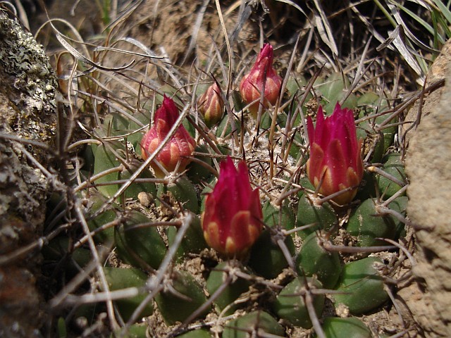 Red cactus flowers.