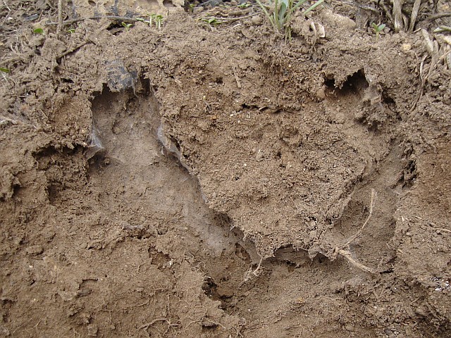 An abandoned burrow, hiding place of a small scorpion.