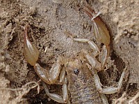 Close-up of a scorpion in abandoned burrow