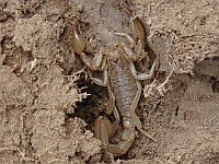 Scorpion in abandoned burrow