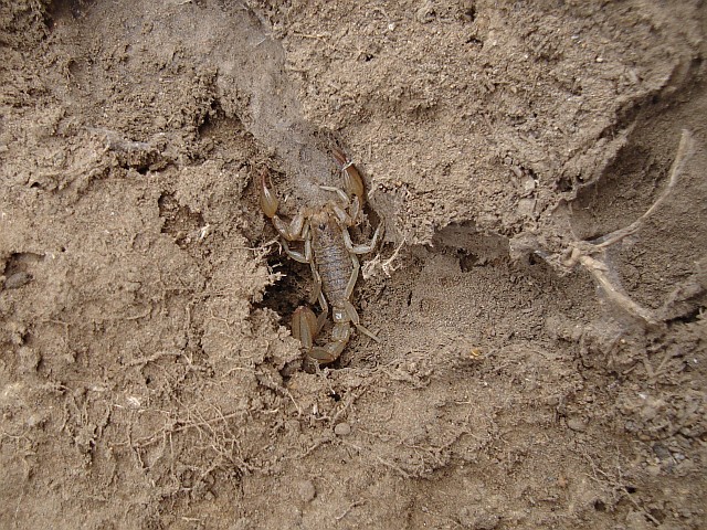 Scorpion, probably Vaejovids sp.