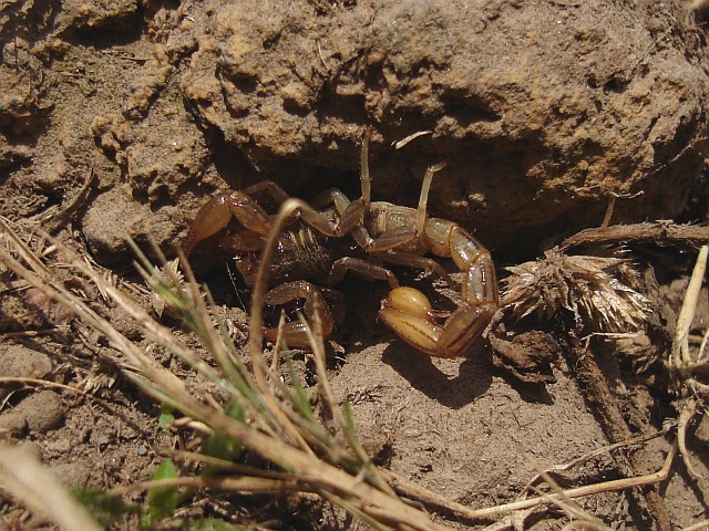 Small scorpion, probably a Vaejovid sp.