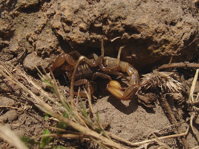 Pictures Of Scorpion - Free Scorpion pictures 