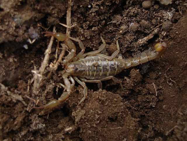 A scorpion, probably a Vaejovid species.