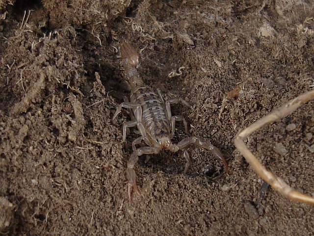 A scorpion, probably a Vaejovid species.