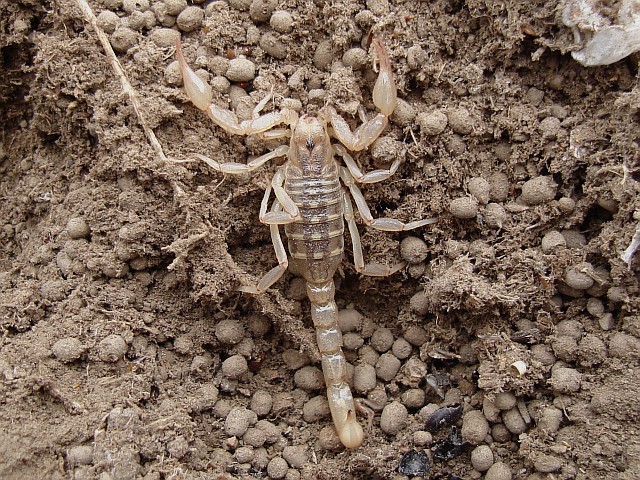 Another scorpion, probably also a Vaejovid sp.