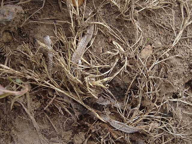 The shedded skin of a small snake, probably Conopsis lineata ssp.