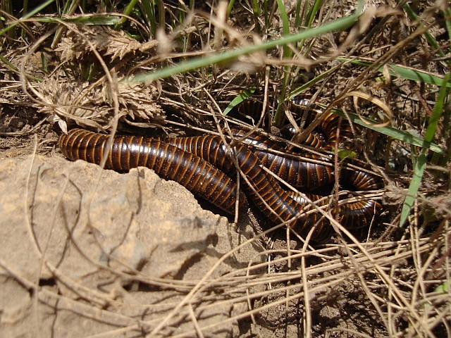 Small group of millipedes.