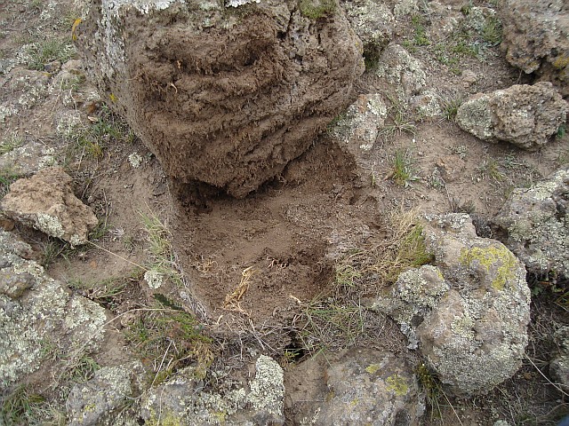 The soil under this volcanic rock is not entirely dry.