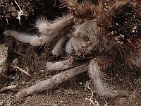Small desert tarantula species