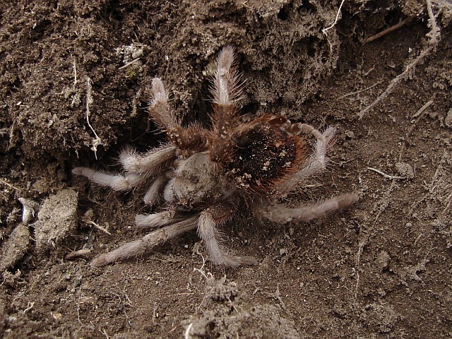 Small desert tarantula species.