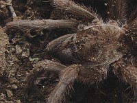 Close up of a desert tarantula
