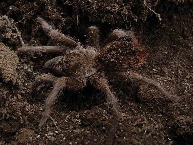 Close up of a desert tarantula.