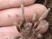 Desert tarantula climbing upon my hand