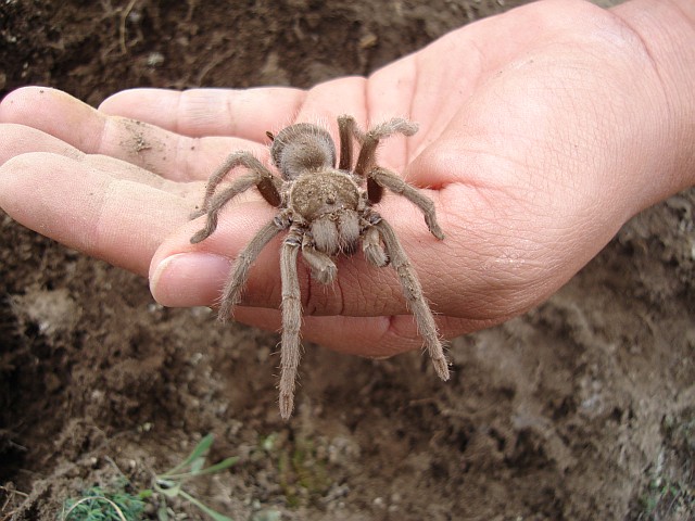 The tarantula on Esme's hand.