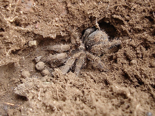 Tarantula with brown spot on abdomen.
