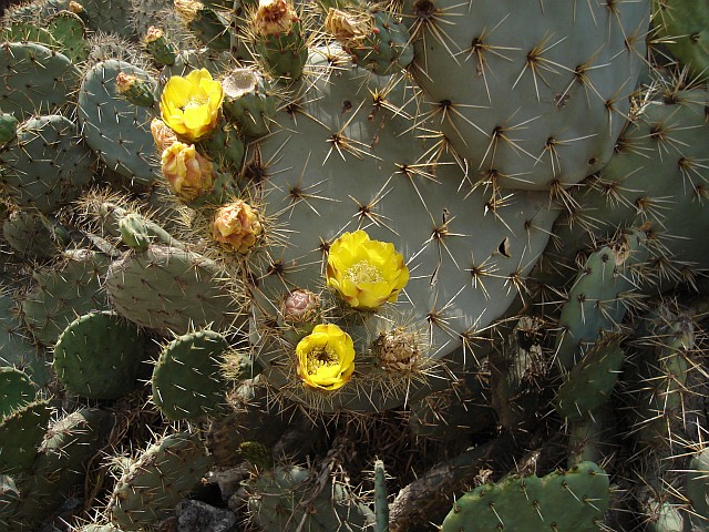 Cactuses, El Limn Totalco
