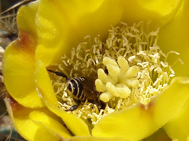 Bee enjoying the goods a yellow cactus flower provides.