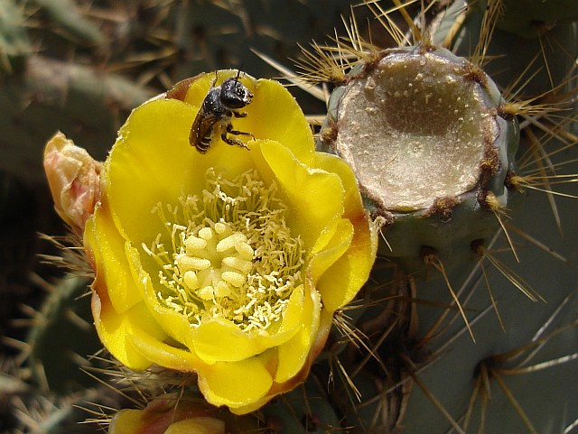 Bee leaving a yellow cactus flower.