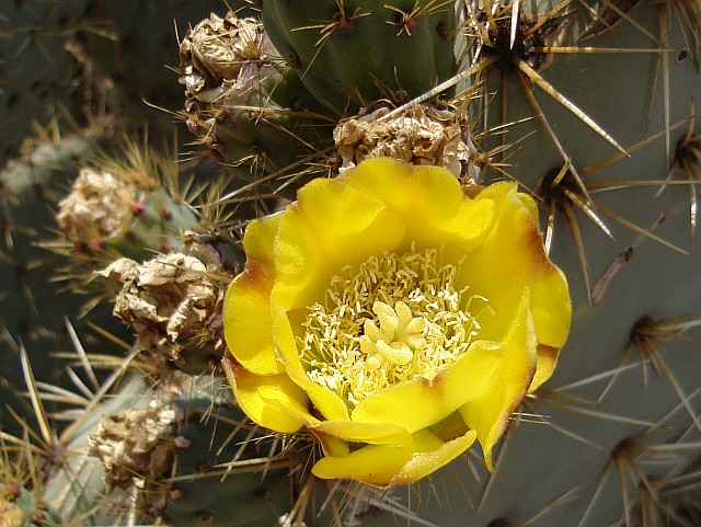 Close-up of a yellow cactus flower.