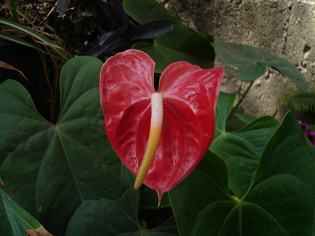 Anthurium.