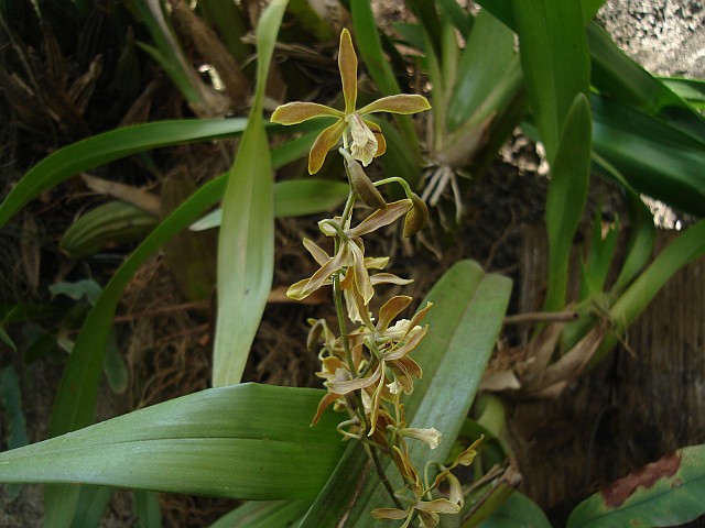 An orchid with flowers.