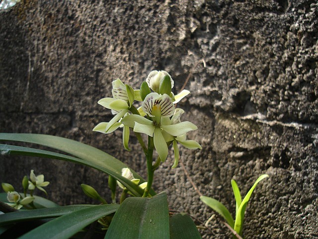 Another orchid with flowers.