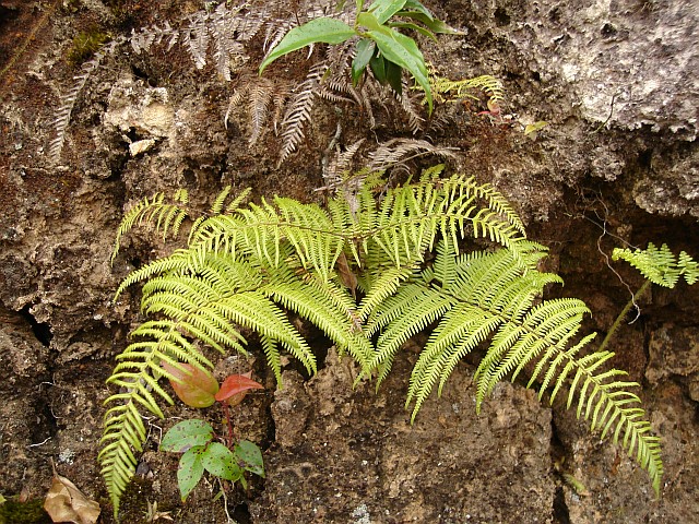 Ferns growing on a dirt wall.