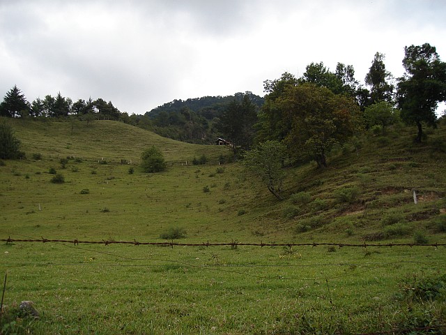 A very green meadow.