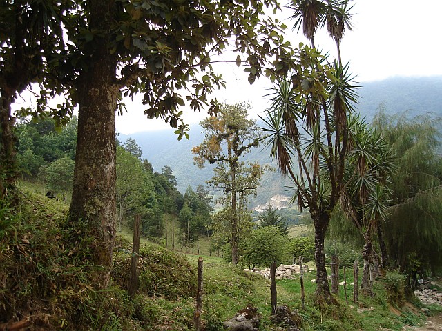 A very green view near Ixhuacn.