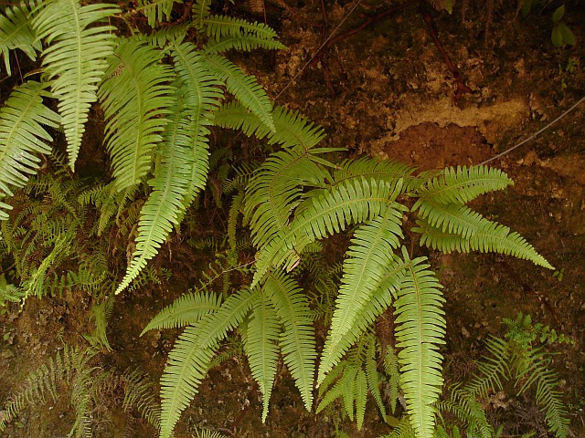 A group of ferns.