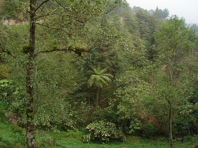 A tree fern.