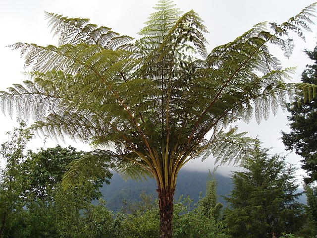 A tree fern in Ixhuacn de los Reyes, Veracruz.