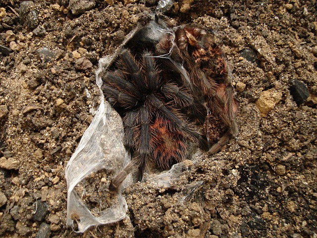 Tarantula in its burrow.