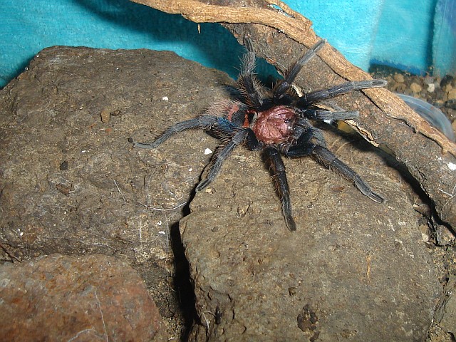 Tarantula in its terrarium after everything restored back in place.