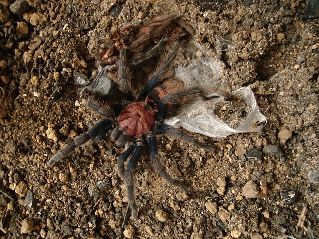 Tarantula, leaving its burrow.