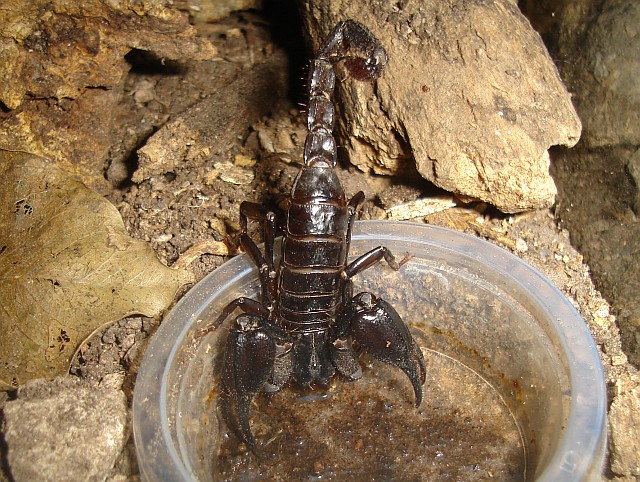 Diplocentrus sp. drinking water.