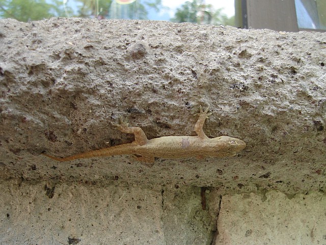 A house gecko hiding under the window sill.