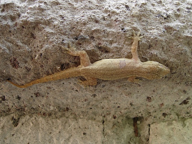 Close up of a house gecko hiding under the window sill.