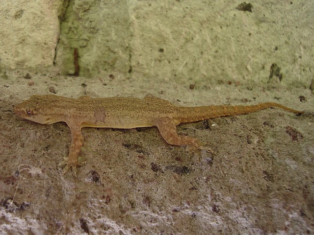 Close up of a house gecko hiding under the window sill (taken from above).