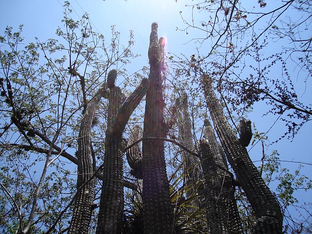 A group of cactuses under the burning sun.