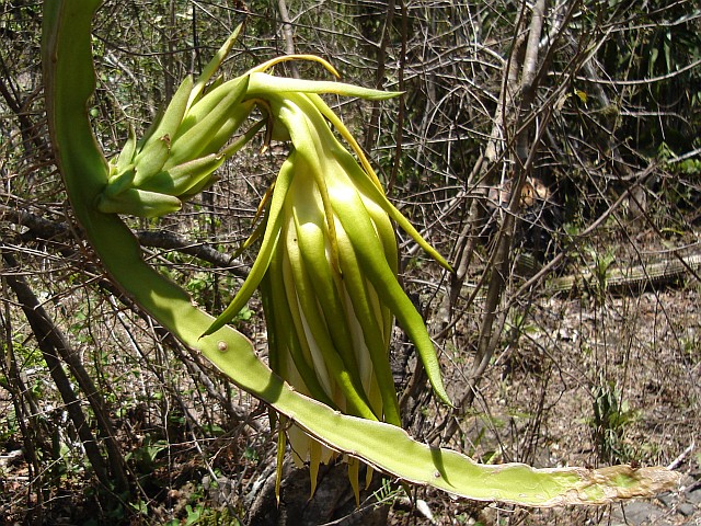 A flower of an edible cactus.