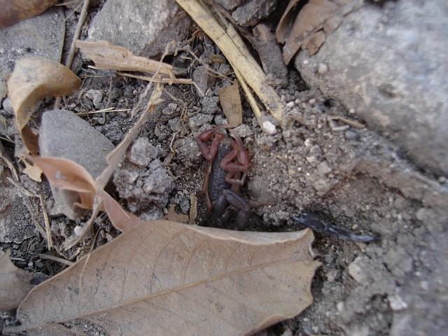 A juvenile Centruroides gracilis.