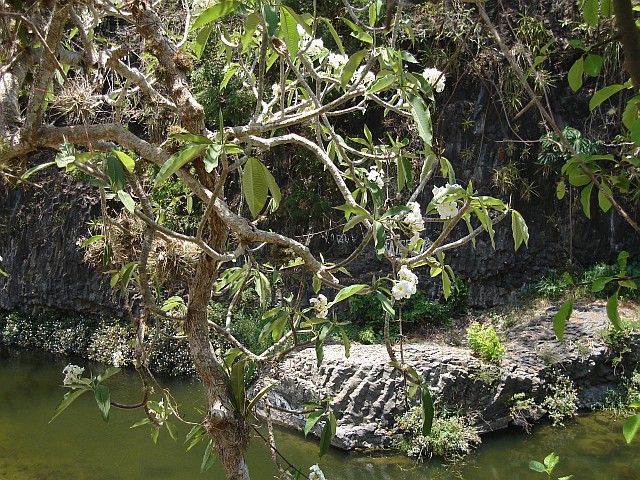 Plumeria species growing above the river.