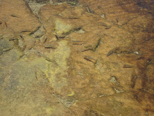 Several small fishes in a pool.