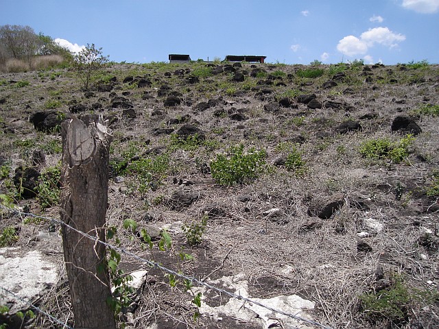 A typical Centruroides gracilis habitat.