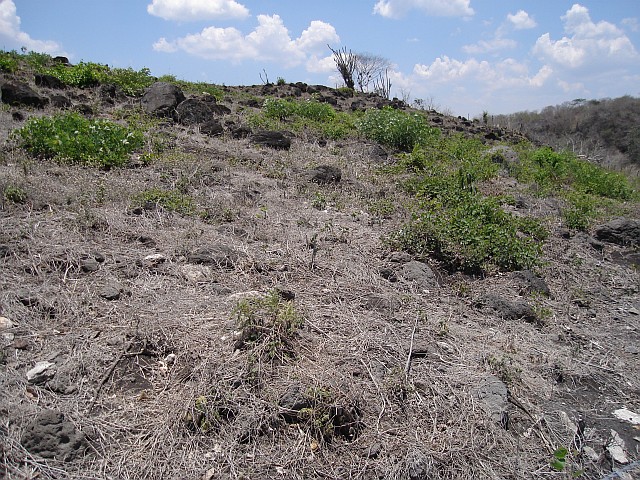 A typical Centruroides gracilis habitat.