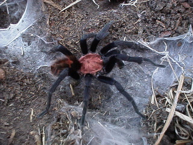 Adult male tarantula with tibial hook visible.