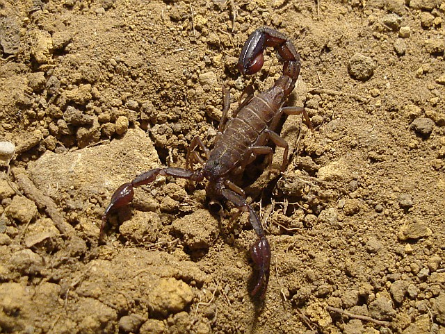 Vaejovis sp. found near El Limón Totalco.