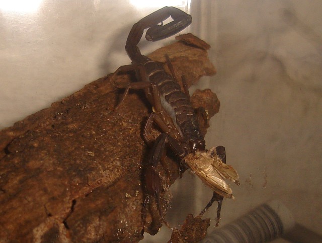 Male Centruroides gracilis eating a moth.